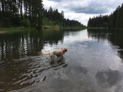 Auf dem Liebesbankweg in Hahnenklee