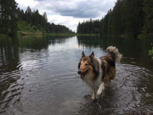 Auf dem Liebesbankweg in Hahnenklee