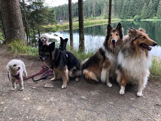 Auf dem Liebesbankweg in Hahnenklee