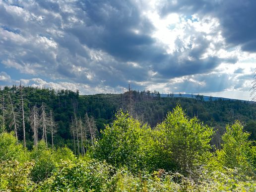 Ilsetal im Sommer