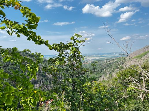 Ilsetal im Sommer